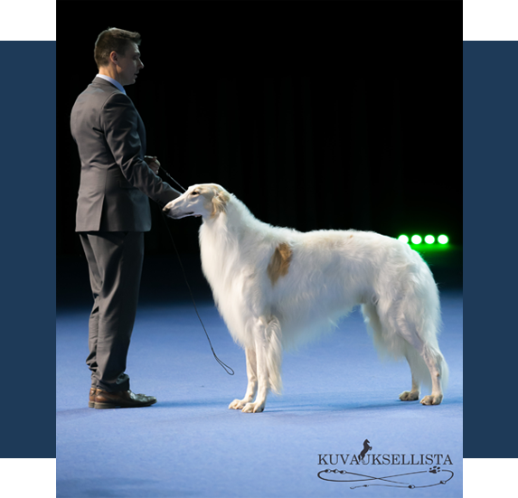 Borscana Borzoi at a dog show