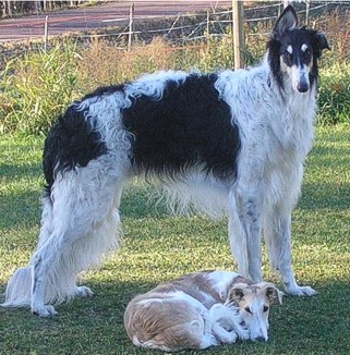 Basil and his new 'little brother' Dylan, 2007