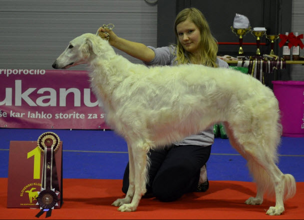 Slovenian sighthound specialty, Ljubljana January 2014. CAC, CLUB WINNER, BOS