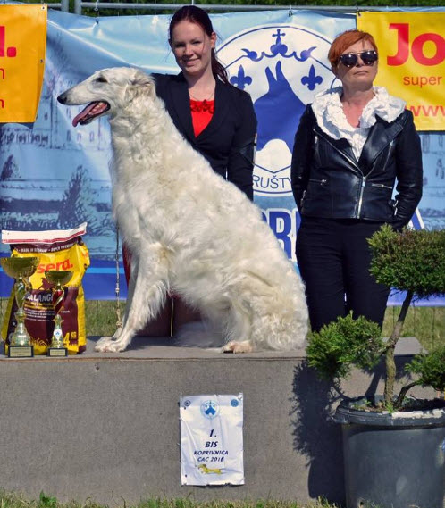 BOB and BEST IN GROUP at national dog show Koprivnica (CRO), May 2016