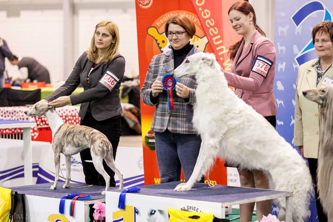 BEST OF GROUP on CACIB Celje (SLO) 2015. Judge: Andreja Novak