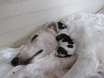 04.04.2015 Bella got a litter of 7 beautiful puppies, 2 boys and 5 girls