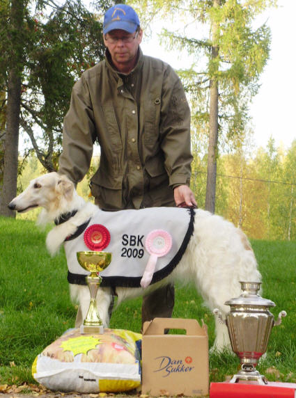 2008 Finnish Borzoi Club's BOS-novice lure courser