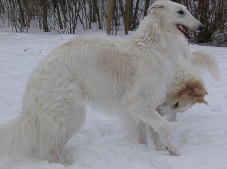 Bonzo and Osho having fun in the snow