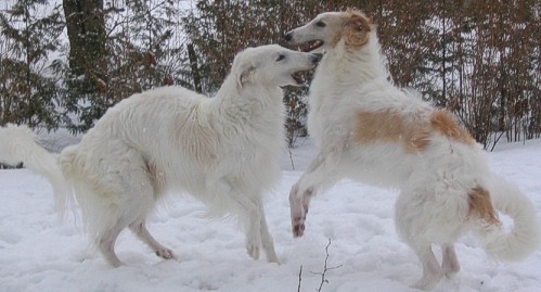 Bonzo and Osho having fun in the snow