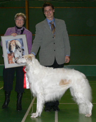 BEST IN SHOW, Sighthound Specialty in Skogås 2008, Judge Agneta Kappers