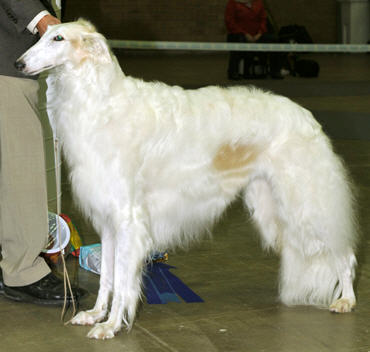 Cenni winning BOB and Group-2 at the SKC International All Breed Show in Sundsvall 2008, Judge Eva Eekstam, New Zealand