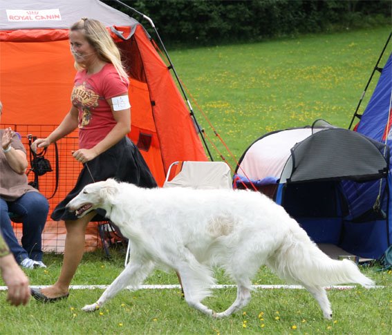 July 2011. Picture by European Borzoi Magazine