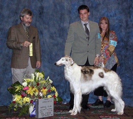 Monkee placing 3rd in Open out of 23 class entries at the Borzoi Club of Northern California Specialty show in Reno, 2003