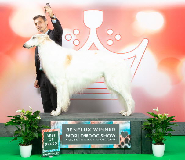 BENELUX WINNER SHOW 2018, BEST IN SHOW-2