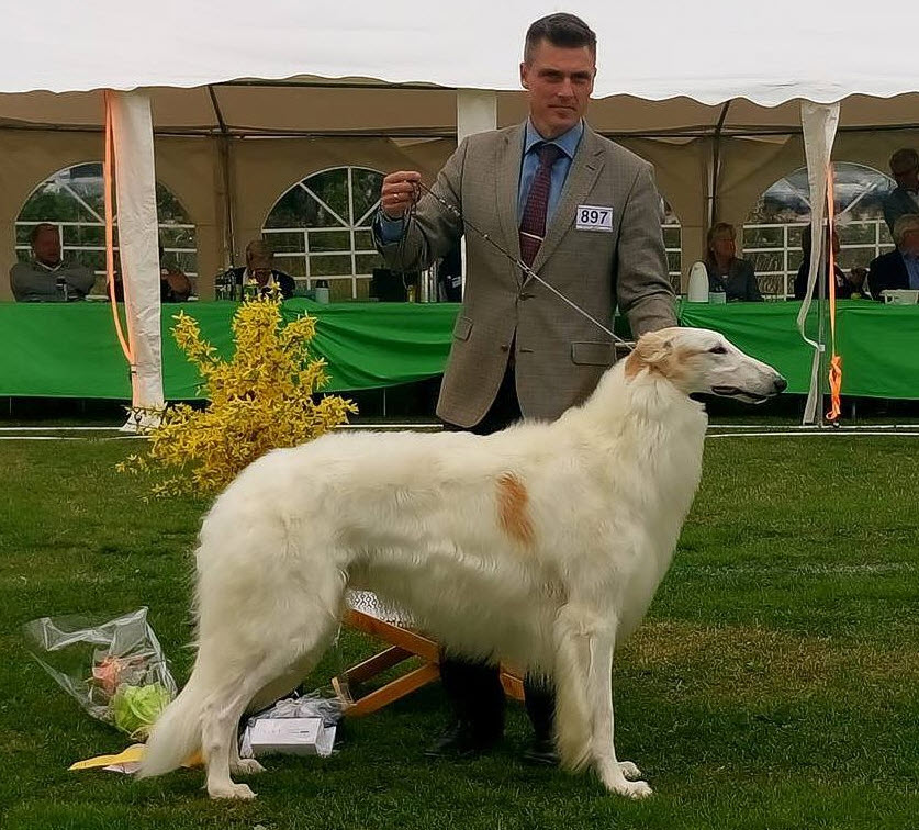 BEST IN SHOW-3, Swedish Kennel Club All Breed Show in Eskilstuna 2017