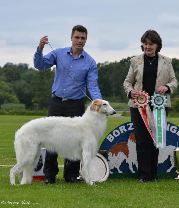 Elsa won BEST IN SHOW at the Swedish Borzoi National 2012. Judge: Christina Rafton, Australia