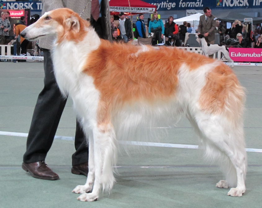 Norwegian Kennel Club's International Dog Show in Hamar October, 2011. BOS, CACIB, CAC. New Norwegian Champion!