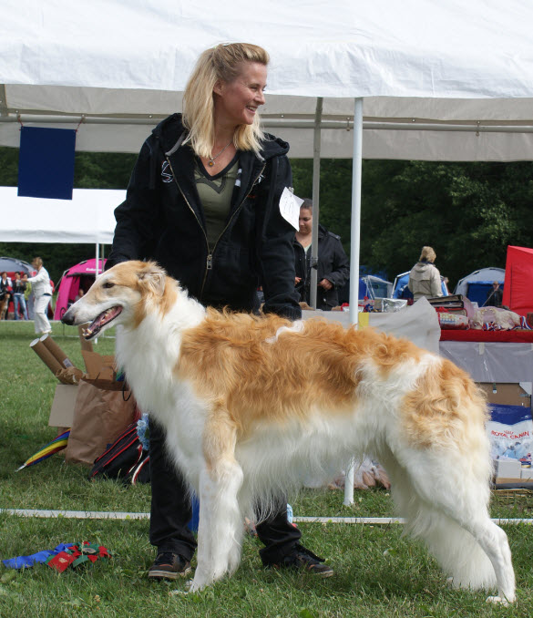 He gained his qualifying CAC at the Swedish Borzoi Club's (Borzoi-Ringen) National Specialty in 2010 for breeder/judge Mila Pantaleeva, Vega Shelk kennels, Russia.