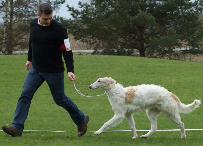 Etna won Best Puppy In Show at the Borzoi-Specialty in Örebro, May 2010