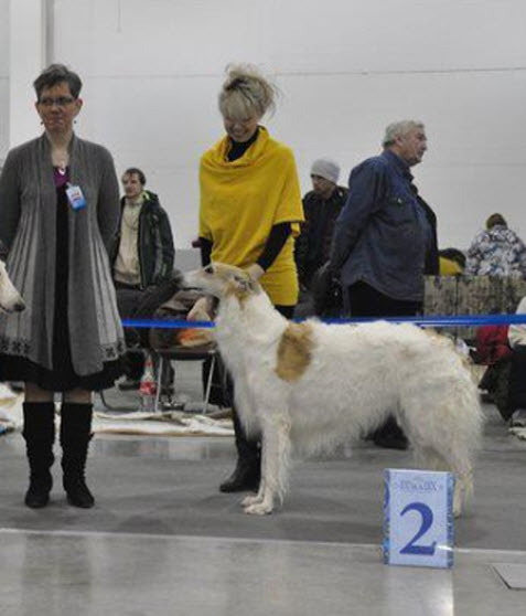 BOS, CACIB, CAC. Judge: Hannele Yokisilta, Finland