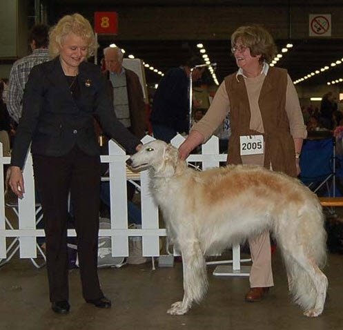 April 2013, Brabo International all breed dog show in Antwerp, Belgium. CAC CACIB BOB