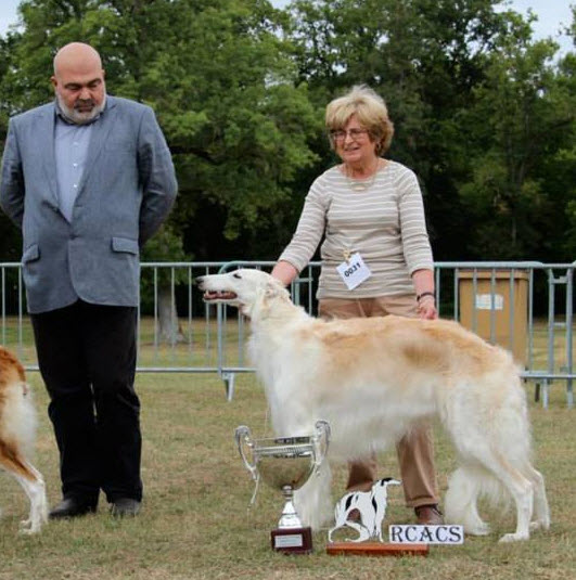 Open Class winner and RCAC at the French Barzoi Club Show at Romorantin, 2013. Judge Revaz Khomasurindze, Russia