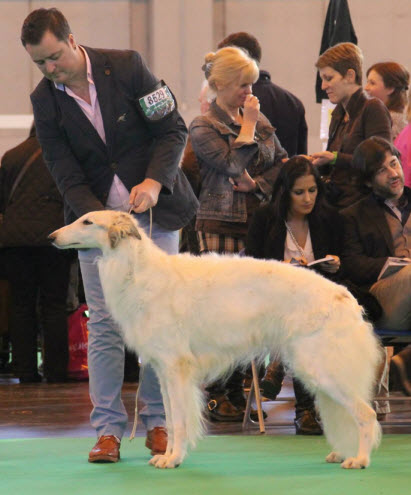 Bitch Veteran class winner 2014. Judge: Roger Heap. Photo Rolf Niemann