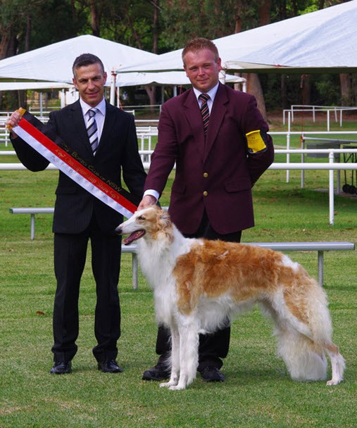 NSW Borzoi Specialty 2011, BEST OPPOSITE SEX IN SHOW. Judge Mr. Christophe Copel (France)