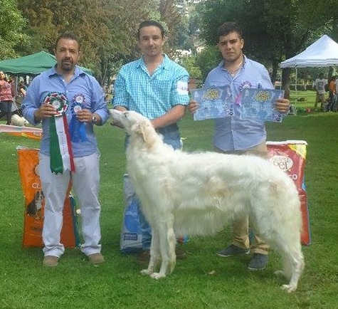 BEST IN SHOW