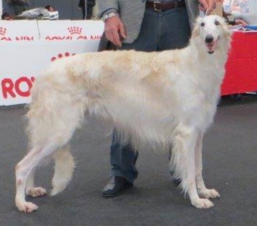 BOS at the International Dog Show in Erba