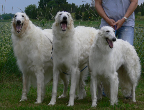 Jeger at 9.5 years of age with his grandson Borscana Behemoth and daughter Ch Borscana Vulturine