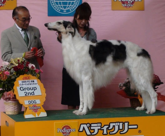 FCI Kinki Int'l dog show 2009. BOB, CACIB, Best In Group-2. Judge: Mr. Mori Yoshio. Handler: Norie Ambiru