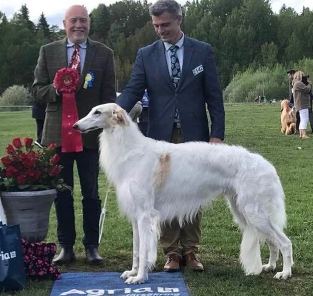 BEST IN SHOW-4, Swedish Kennel Club International Dog Show. BIS judge: Carl Gunnar Stafberg