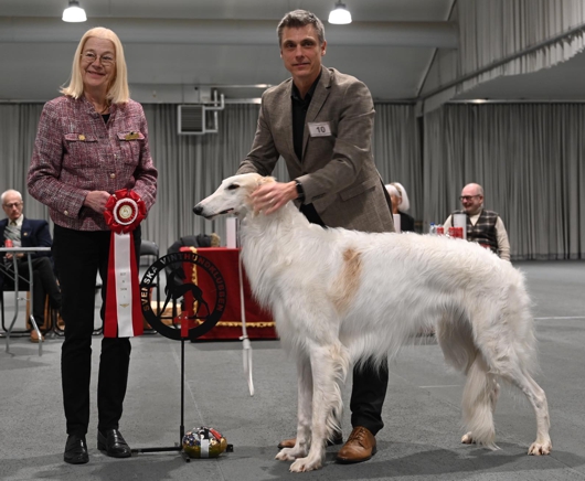 BEST IN SHOW, Swedish Sighthound Specialty. Judge: Karin Hedberg