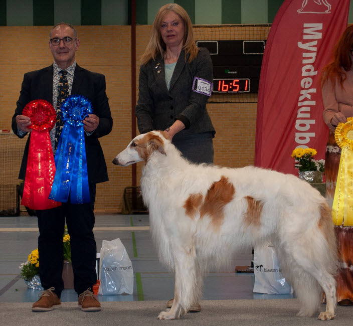 BEST IN SHOW-2 at the Danish Sighthound Clubs Specialty Show. Judge: 
		Martin Baskaran