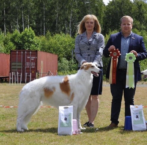 BEST IN SHOW at the Borzoi-Ringen Specialty. Judge: Simo Jyrkinen, kennel Rajalinjan