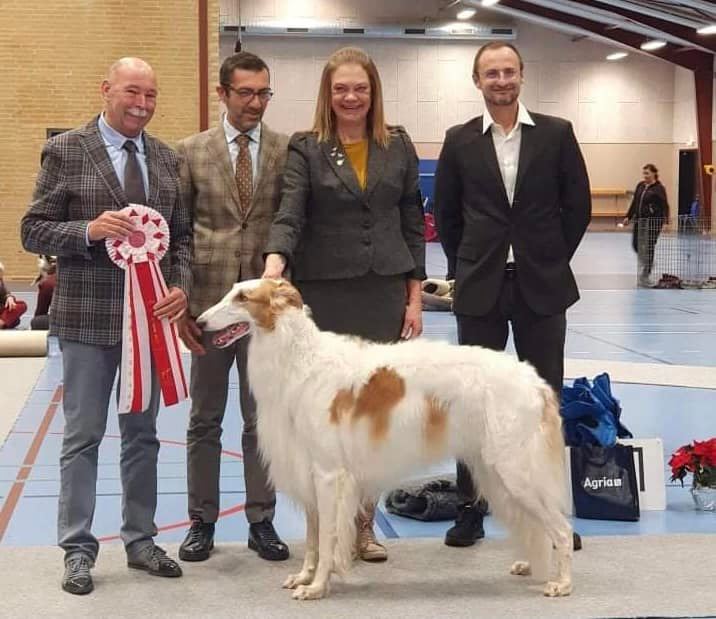 BEST IN SHOW at the Danish Sighthound Clubs Specialty Show. Judge: André Van Den Broek