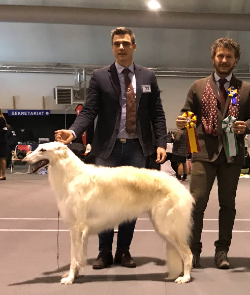 BOB at the Swedish Sighthound specialty in Upplands-Väsby March, 2018. Judge: COTUGNO ARNALDO, Italy