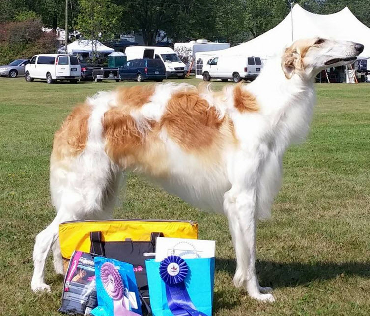 RWD at the Canadian Borzoi National Specialty 2015. Judge William Sahloff