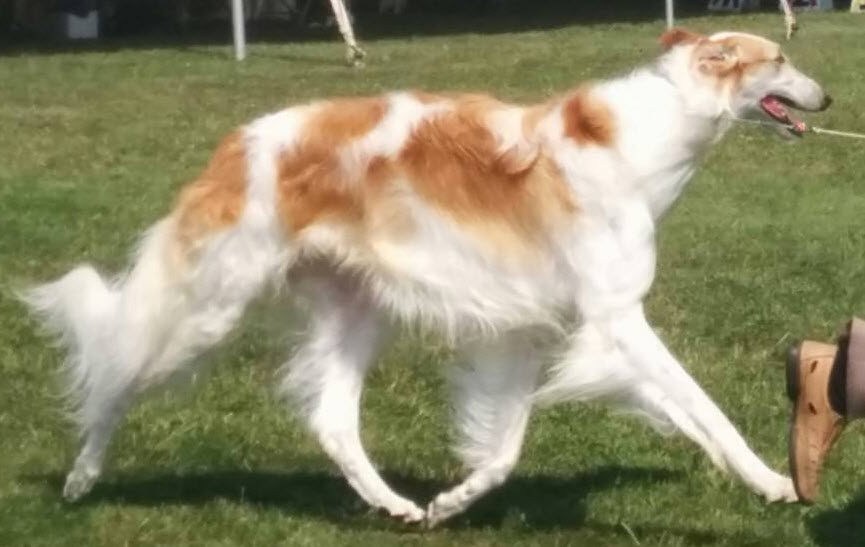 Borzoi Club of Ontario Specialty, All Hound Club of Ontario, Caledonia, ON. June 5-7 2015  1st in Class, RWD