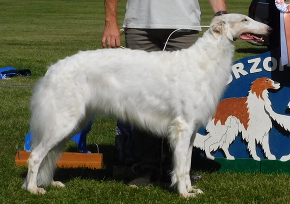 DENMARKS TOP CONFORMATION BORZOI BITCH 2021