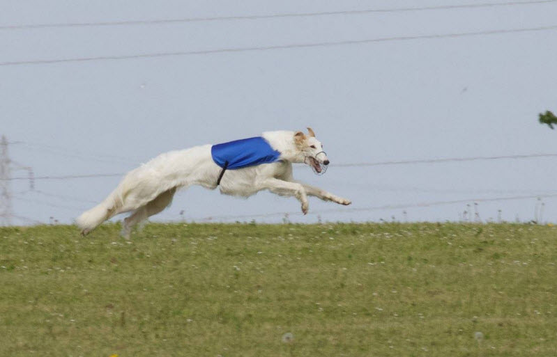 Danish Sighthound Club's Lure Coursing trails in Vor Frue Maj 2015, Best Borzoi & CACL. Picture Kaj Fröling