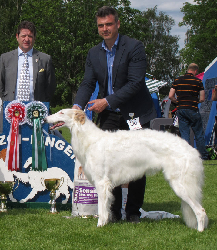 BEST OF OPPOSITE and CAC-winner. Judge: Roger Heap, Rae Borzoi, UK