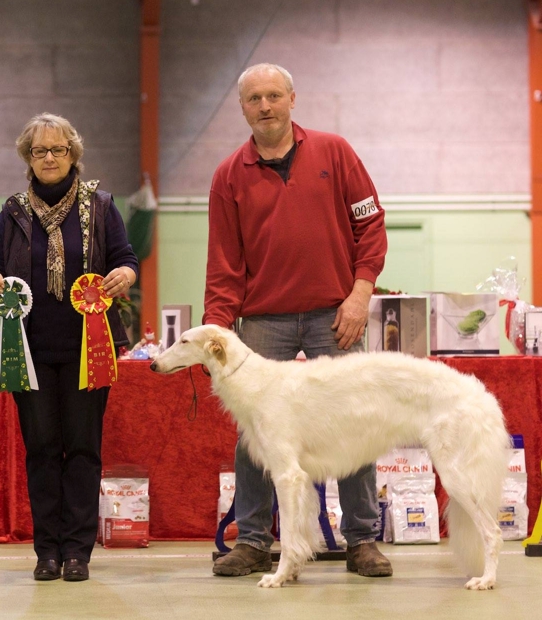 BIS-4 at the Danish Sighthound Club´s Christmas show 2014