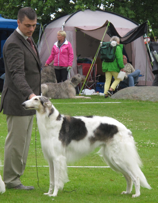 Meja winning BOS, CAC & CACIB at the Swedish Kennel Club show in Tvååker 2012. Judge: Diane Andersson, USA