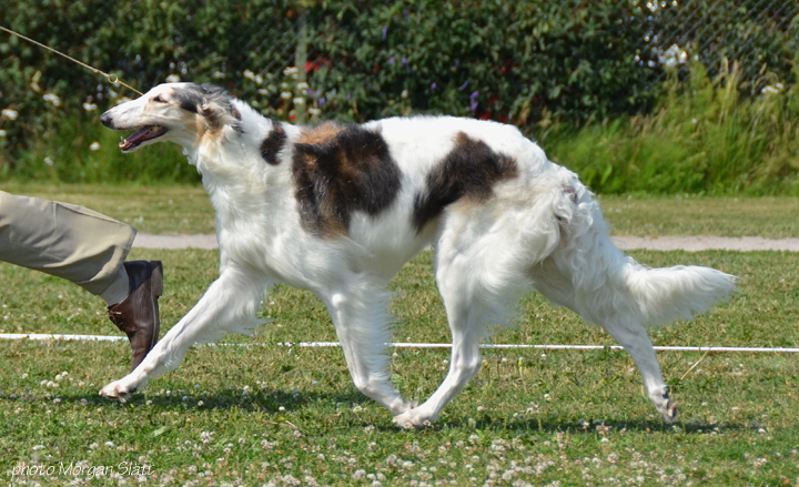 Meja won Best In Show-Open Class & R-CAC at the Swedish National Specialty in 2011! Photo by Morgan Slätt