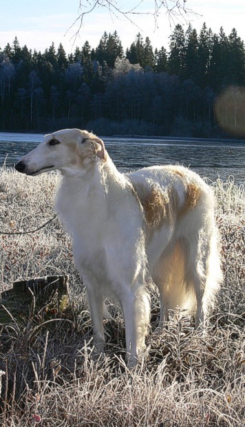 Milka is the third generation of Top Ten winning borzoi.