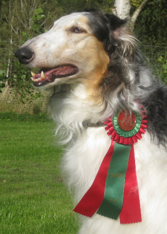 Posing with his championship ribbon! Picture by Maria Molin