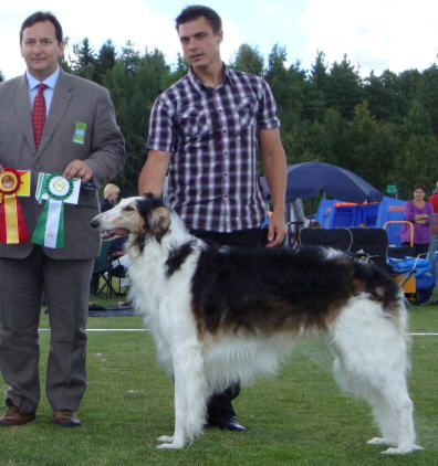 BOS, CAC SKC Nyköping 2009. Patches has attended three shows in August 2009 winning 2 x BOS, 3x CAC and R-CACIB