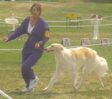 Pebbles attended a Hound Specialty in California April 15th, 2007- she won Best of Breed Best of Winner's Winner's Bitch (4 point major) as well as Best In Sweepstakes at the age of 13 months