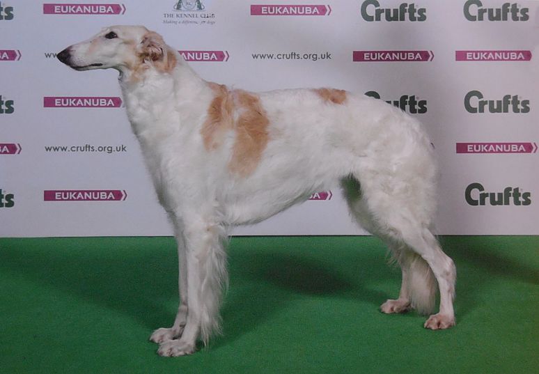 At Crufts 2016