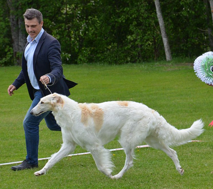 BEST IN SHOW, Swedish Borzoi Club's specialty, 2016. Judge: Anna Åkerström, kennel Iorek's