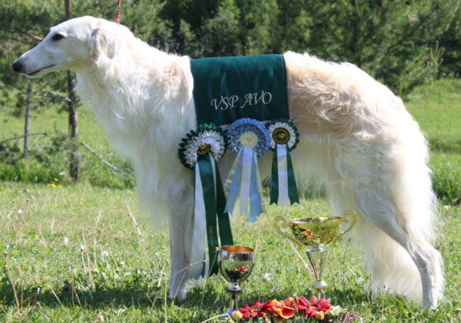 BOS-open class winner, Finnish National Specialty, 2011