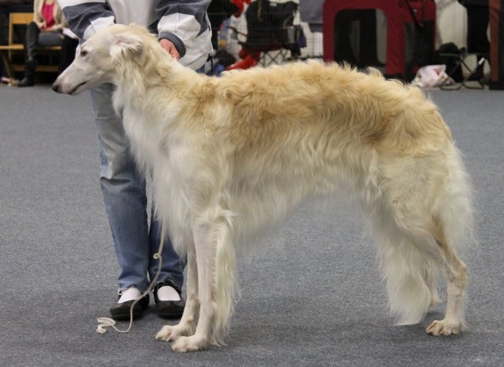 BOS, CACIB & Finnish Winner 2011. Judge: Säde Hohteri